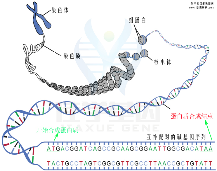 【佳學(xué)基因檢測(cè)】怎么做膠原VI型相關(guān)肌病基因解碼、<a href=http://www.jinzhounet.cn/tk/jiema/cexujishu/2021/31933.html>基因檢測(cè)</a>?