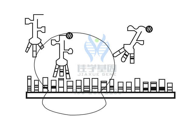 【佳學基因檢測】做耳聾常染色體顯性71型基因解碼、<a href=http://www.jinzhounet.cn/tk/jiema/cexujishu/2021/31933.html>基因檢測</a>方便嗎？
