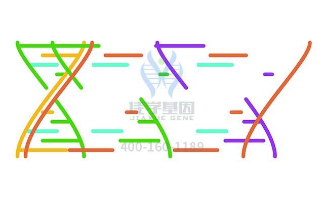 【佳學(xué)基因檢測(cè)】干骺端發(fā)育不良基因解碼、<a href=http://www.jinzhounet.cn/tk/jiema/cexujishu/2021/31933.html>基因檢測(cè)</a>可以只做<a href=http://www.jinzhounet.cn/tk/jiema/cexujishu/2021/31933.html>基因檢測(cè)</a>嗎？