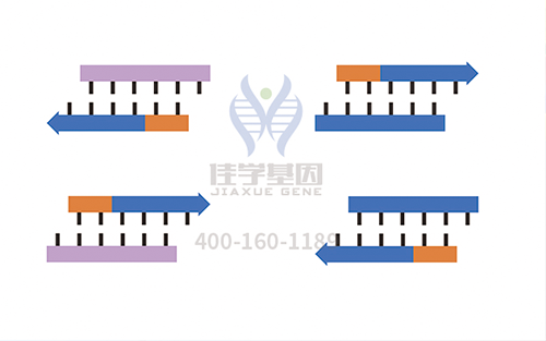 【佳學(xué)基因檢測】怎樣選擇耳聾X連鎖1型基因解碼、<a href=http://www.jinzhounet.cn/tk/jiema/cexujishu/2021/31933.html>基因檢測</a>？