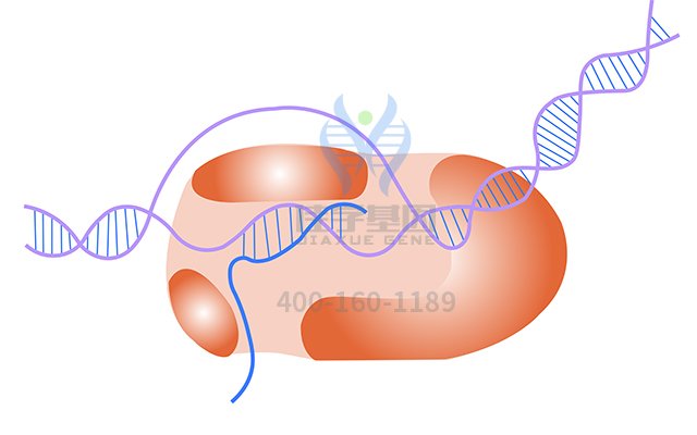 【佳學(xué)基因檢測】甲狀腺發(fā)育異常1基因解碼、<a href=http://www.jinzhounet.cn/tk/jiema/cexujishu/2021/31933.html>基因檢測</a>報告時間是一樣的嗎？