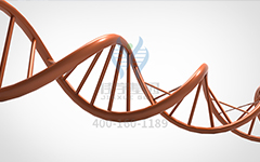 【佳學(xué)基因檢測】怎么做常染色體隱性廣泛性甲狀腺激素抵抗基因解碼、<a href=http://www.jinzhounet.cn/tk/jiema/cexujishu/2021/31933.html>基因檢測</a>?