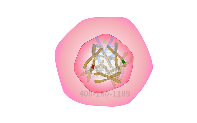 【佳學(xué)基因檢測(cè)】家族性股骨頭缺血性壞死基因解碼、<a href=http://www.jinzhounet.cn/tk/jiema/cexujishu/2021/31933.html>基因檢測(cè)</a>可以只做基因解碼嗎？