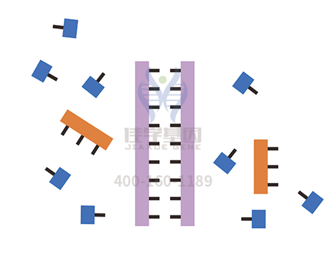 【佳學基因檢測】<font color='red'>L1<font color='red'>綜合征</font></font>基因解碼、<a href=http://www.jinzhounet.cn/tk/jiema/cexujishu/2021/31933.html>基因檢測</a>